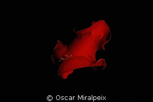 "Spanish dancer" DANCING in the night by Oscar Miralpeix 
